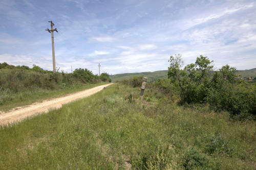 Cruce latină | Proșca