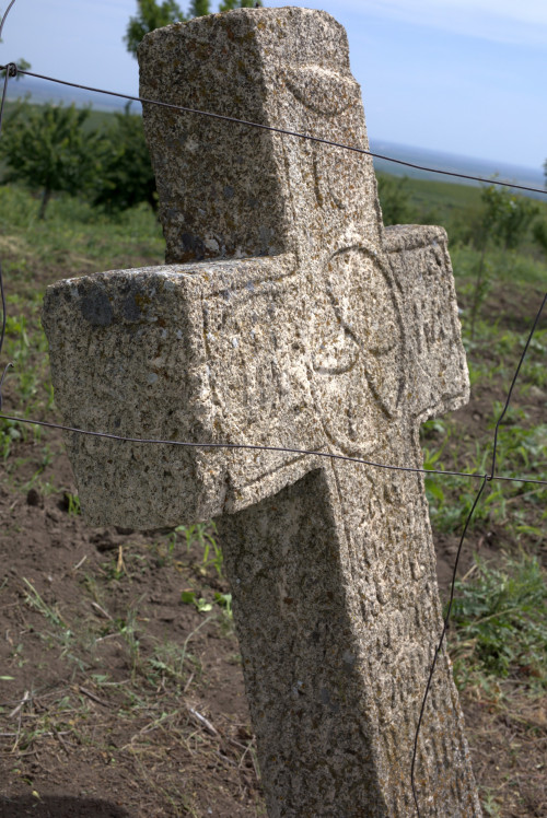 Cruce latină | Proșca