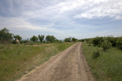 Cruce latină | Proșca