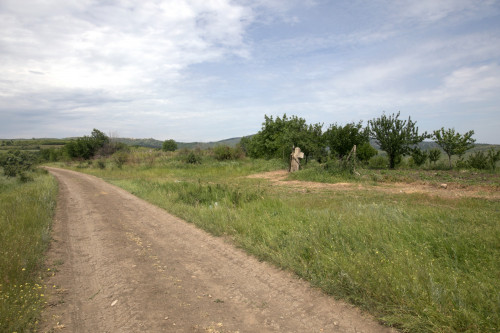 Cruce latină | Proșca