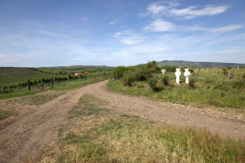 Cruce celtică | Proșca