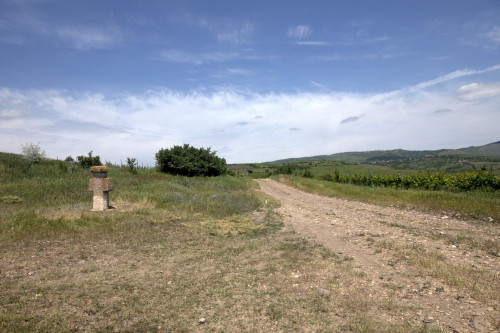 Cruce latină | Proșca