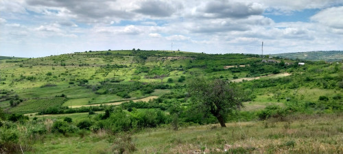 Cruce latină | Năeni